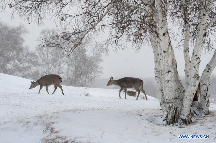 #CHINA-INNER MONGOLIA-ANIMALS-DEER (CN)