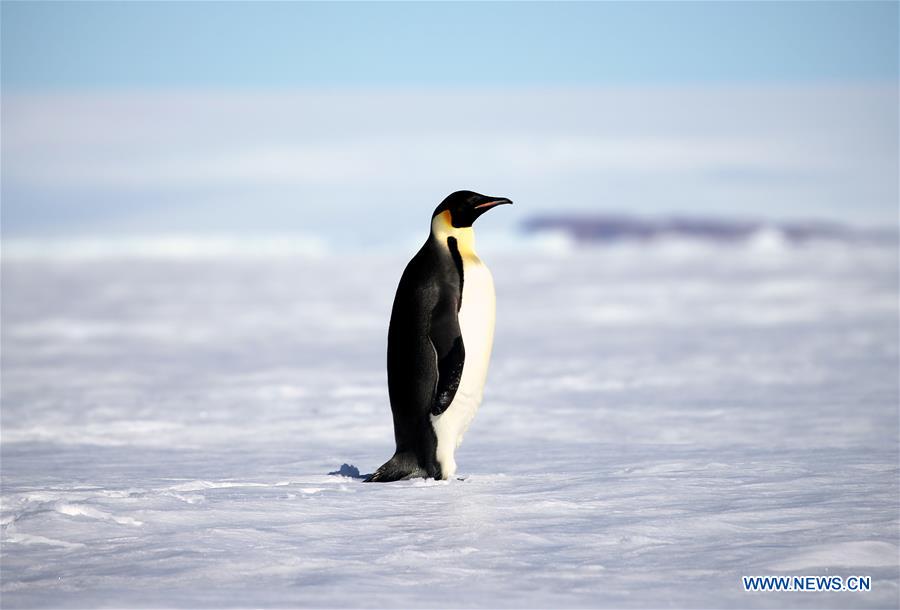 CHINA-XUELONG-ANTARCTIC EXPEDITION-ANIMALS