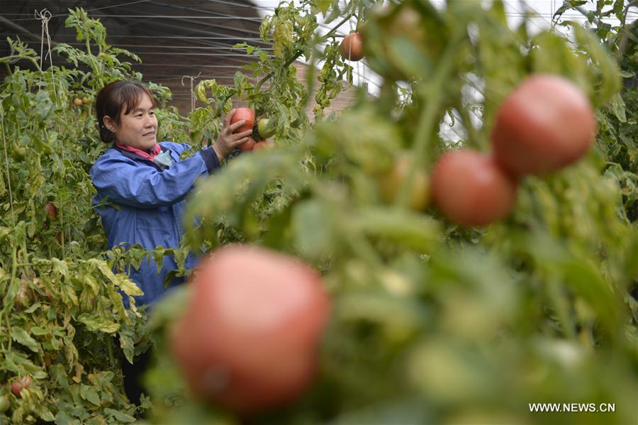 CHINA-HEBEI-WINTER-FARM WORK (CN)