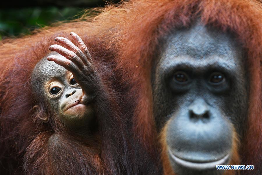 SINGAPORE-ZOO-NEWBORN ANIMALS