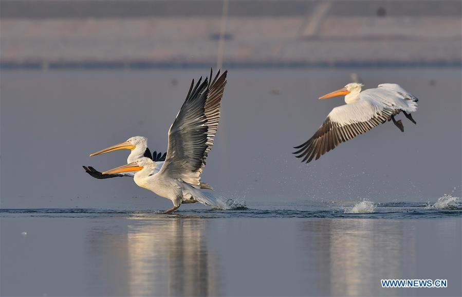 CHINA-FUJIAN-PELICANS-WINTER (CN)