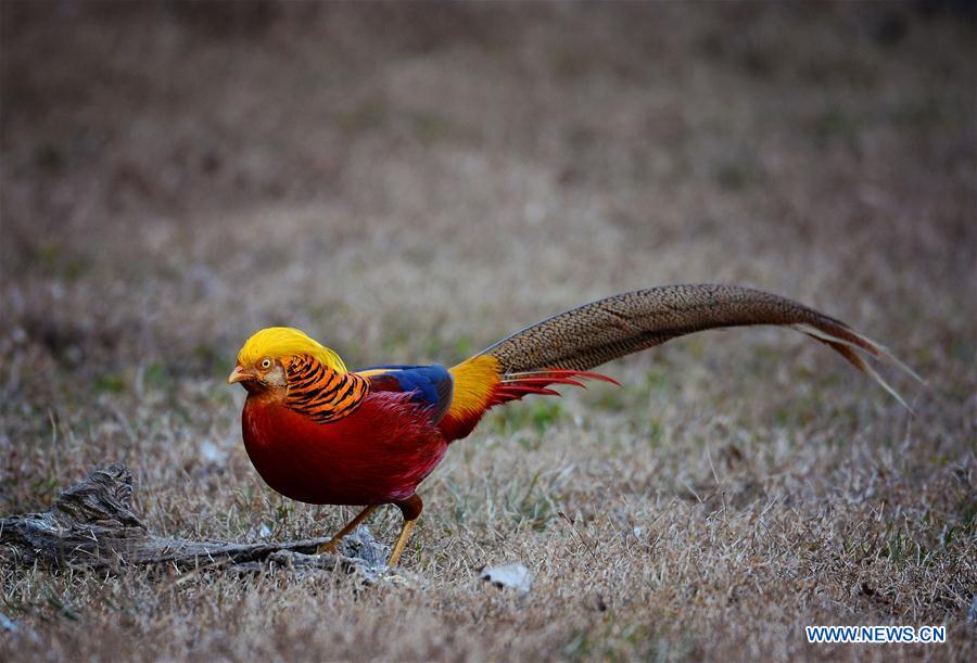 CHINA-SHAANXI-GOLDEN PHEASANT (CN)