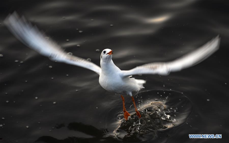 CHINA-YUNNAN-BLACK-HEADED GULLS (CN)