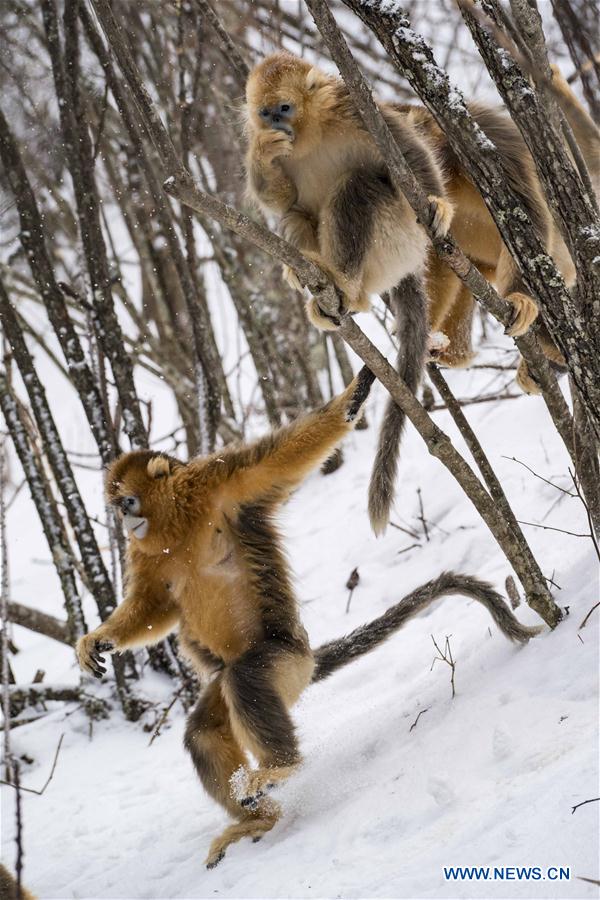 CHINA-HUBEI-SHENNONGJIA-GOLDEN MONKEY (CN)