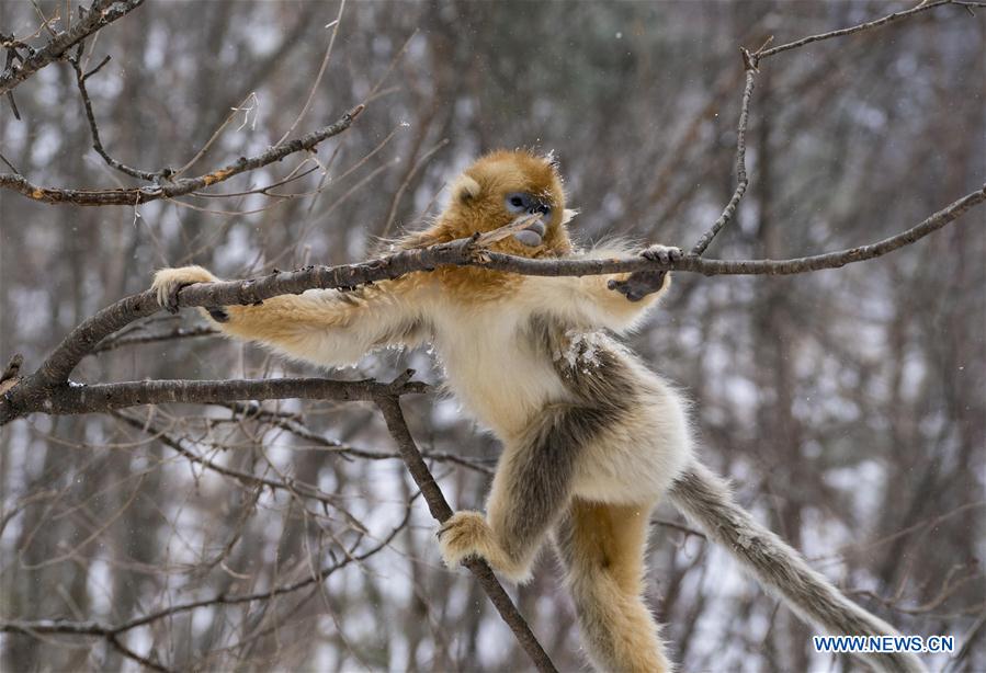 CHINA-HUBEI-SHENNONGJIA-GOLDEN MONKEY (CN)