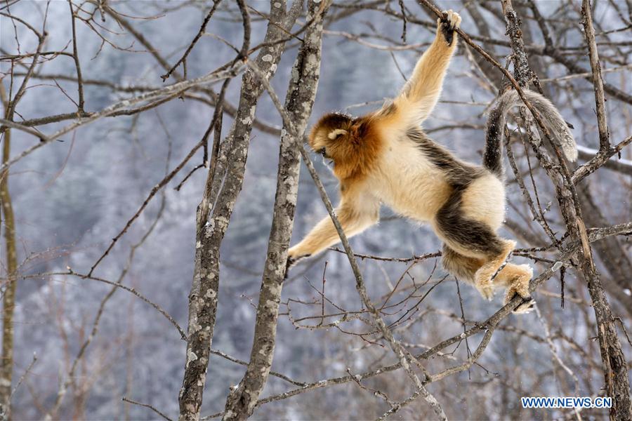 CHINA-HUBEI-SHENNONGJIA-GOLDEN MONKEY (CN)