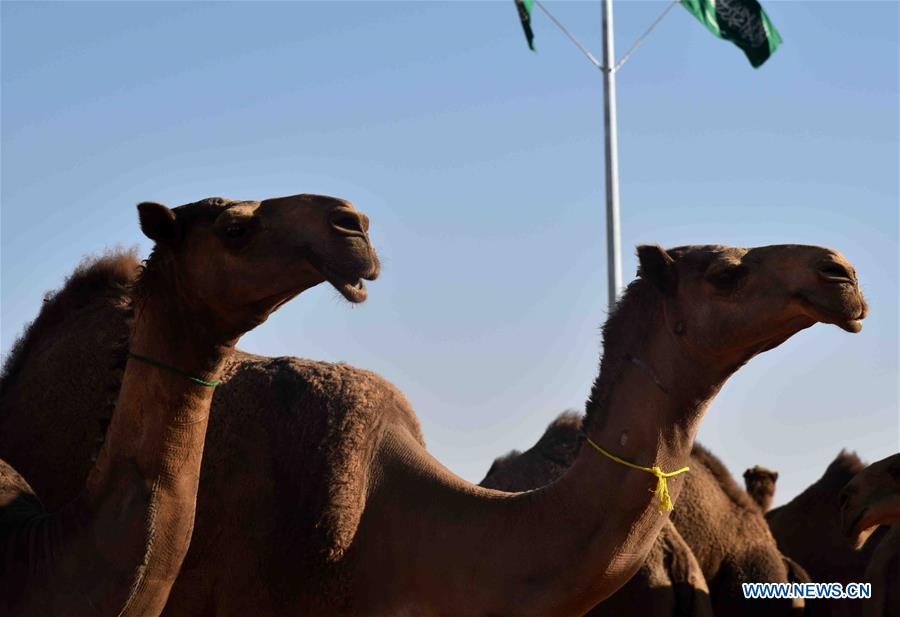 SAUDI-RIYADH-CAMEL FESTIVAL