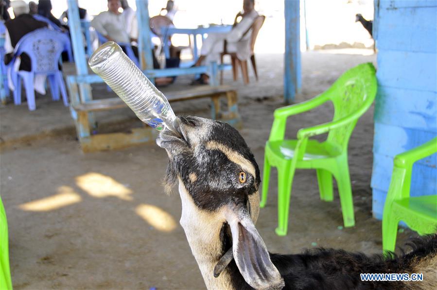 SUDAN-SUAKIN-STRANGE GOAT