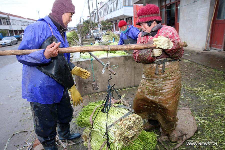 #CHINA-JIANGSU-NANTONG-FARM WORK (CN)