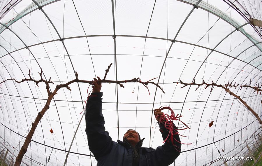 #CHINA-EARLY SPRING-AGRICULTURE (CN)