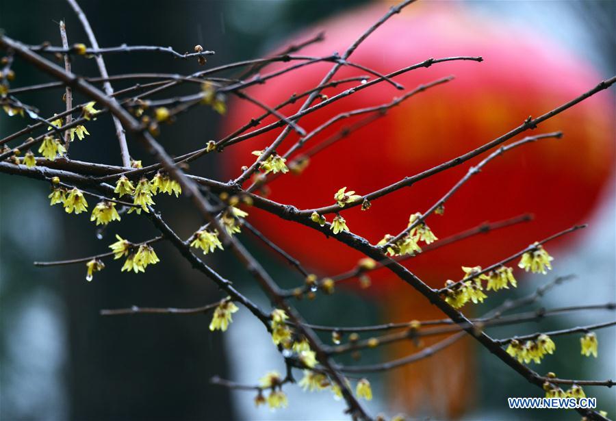 #CHINA-FLOWERS IN THE RAIN-SCENERY (CN)