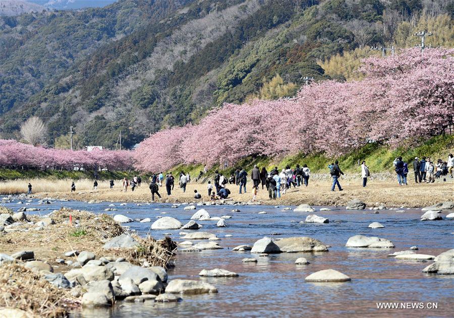 JAPAN-SHIZUOKA-CHERRY BLOSSOMS