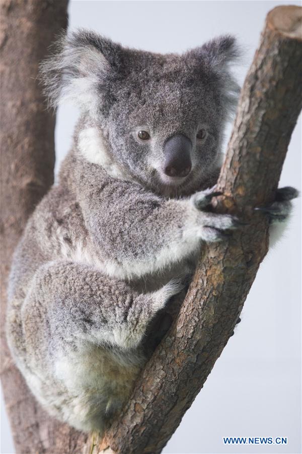 #CHINA-NANJING-KOALAS (CN)