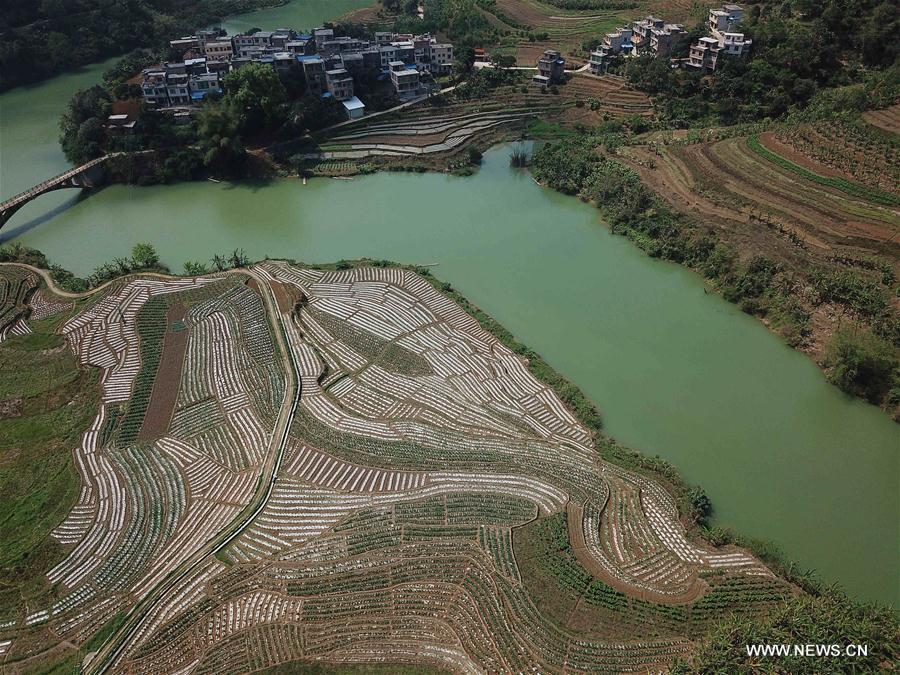 CHINA-GUANGXI-FIELDS-SPRING VIEW(CN)