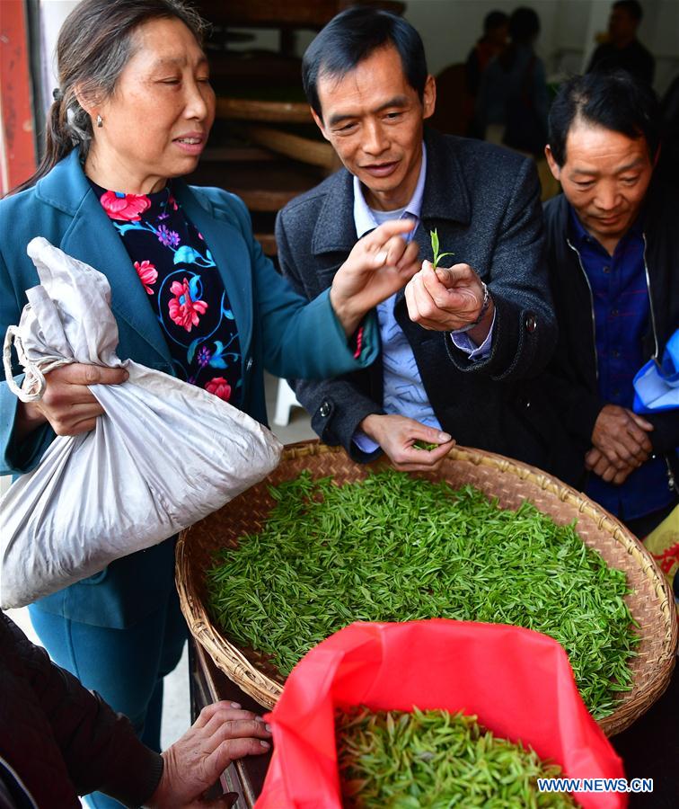 CHINA-SHAANXI-SPRING TEA-HARVEST (CN)