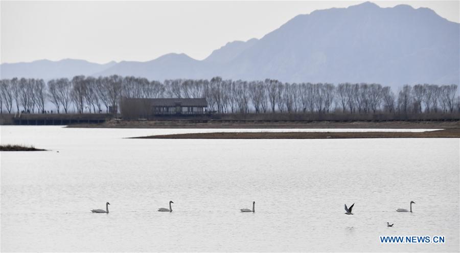 CHINA-BEIJING-WETLAND RESERVE-BIRDS (CN)