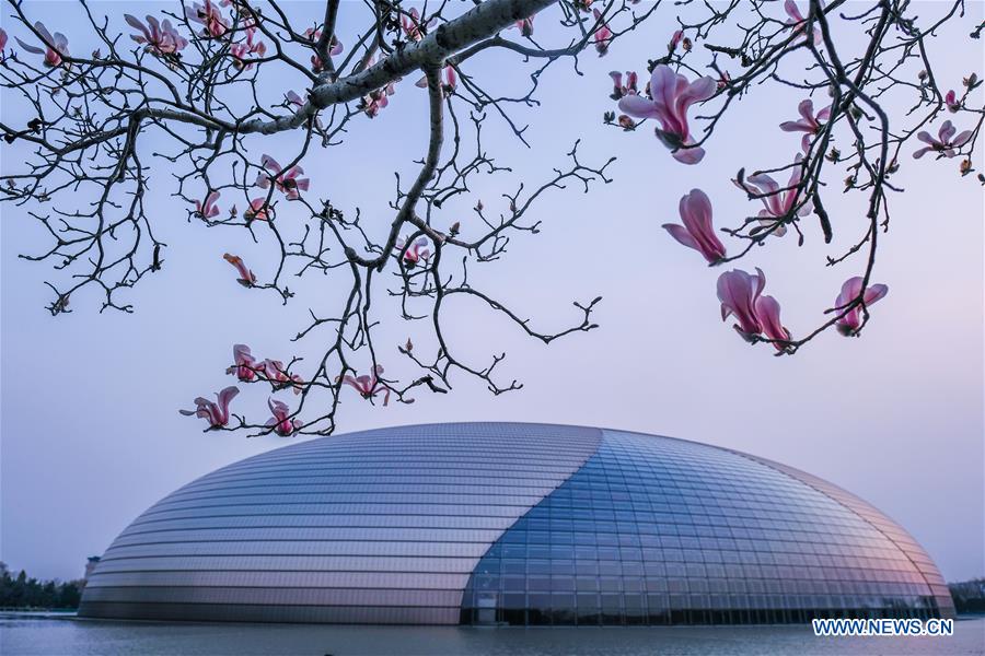 CHINA-BEIJING-SPRING-MAGNOLIA (CN)