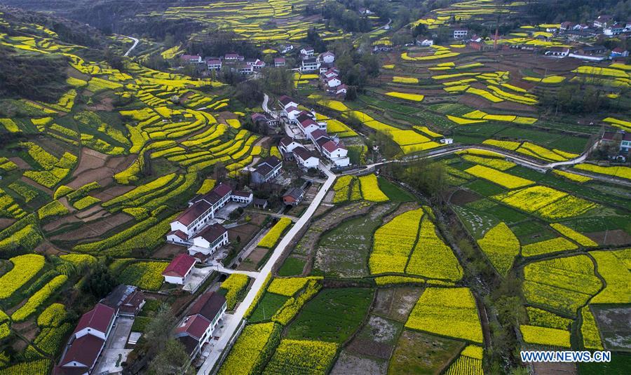 CHINA-SHAANXI-HANZHONG-RAPESEED FLOWER (CN)