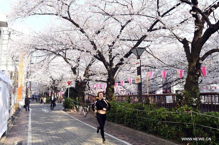 JAPAN-TOKYO-CHERRY BLOSSOMS