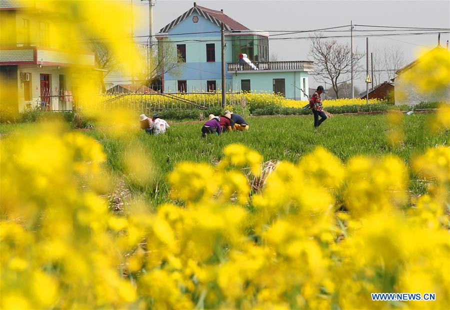 #CHINA-JIANGSU-RURAL SCENERY (CN)