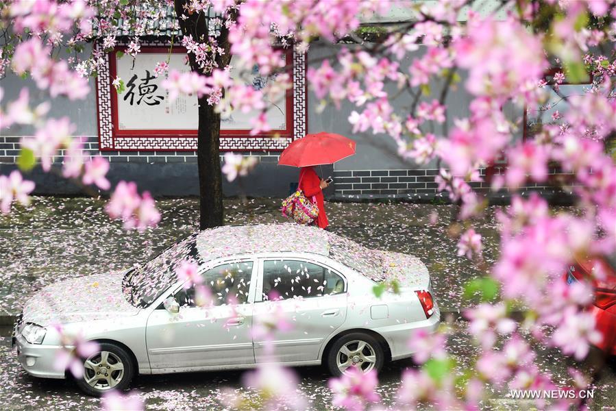 #CHINA-GUANGXI-LIUZHOU-BAUHINIA BLOSSOMS (CN)