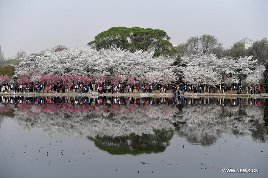 CHINA-BEIJING-CHERRY BLOSSOMS (CN)