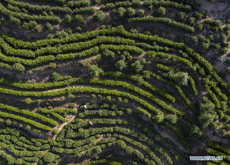 #CHINA-SPRING-TEA PICKING (CN)