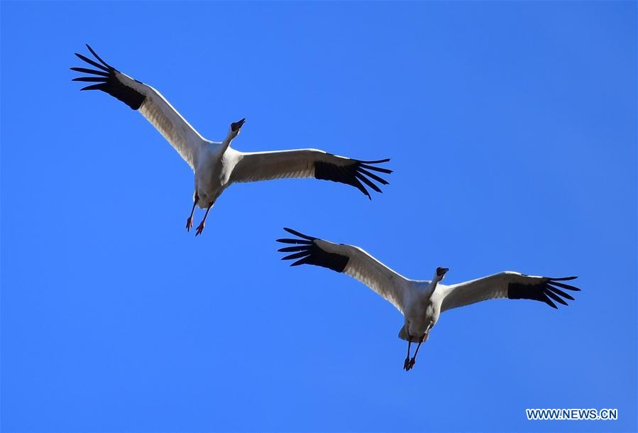 CHINA-JILIN-MOMOGE NATURE RESERVE-MIGRANT BIRDS (CN) 