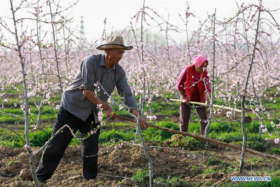 #CHINA-SPRING-FARM WORK (CN)