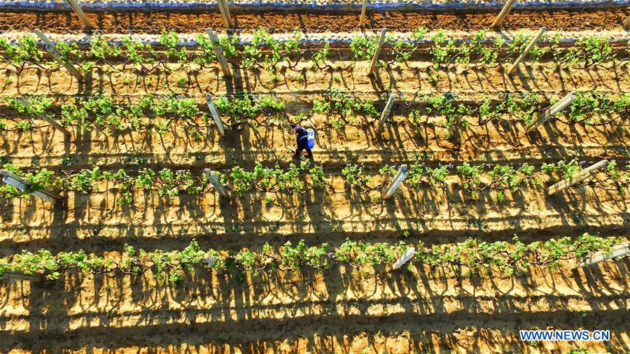 #CHINA-HEBEI-ZUNHUA-FARM WORK (CN)