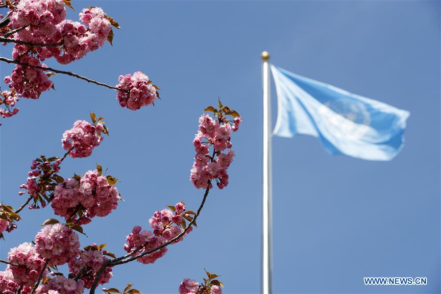 UN-SPRING-CHERRY BLOSSOMS