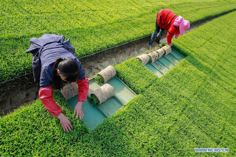 #CHINA-EARLY SUMMER-FARM WORK(CN)