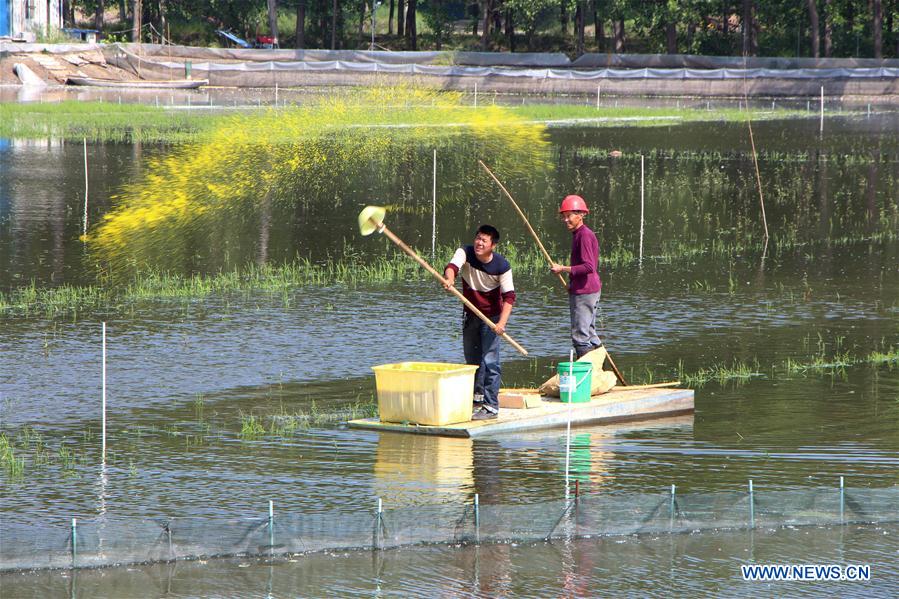 #CHINA-EARLY SUMMER-FARM WORK(CN)