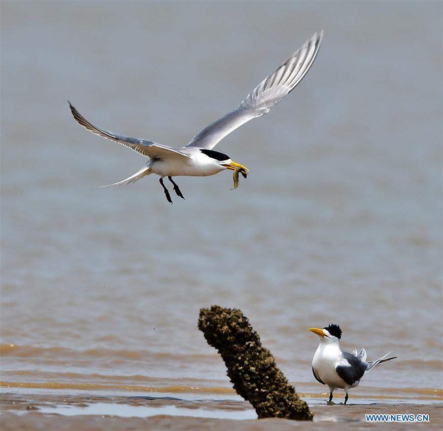 CHINA-FUJIAN-GREAT CRESTED TERN (CN)