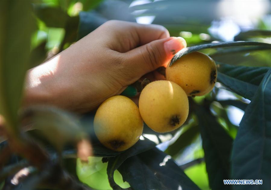 CHINA-ZHEJIANG-LOQUAT-HARVEST (CN)