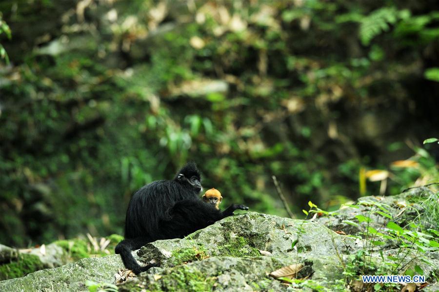 #CHINA-GUIZHOU-FRANCOIS'S LANGUR (CN*) 