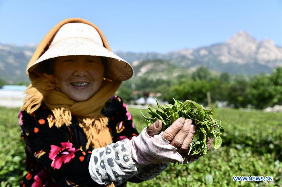 CHINA-SHANDONG-TEA PLANTATION (CN)