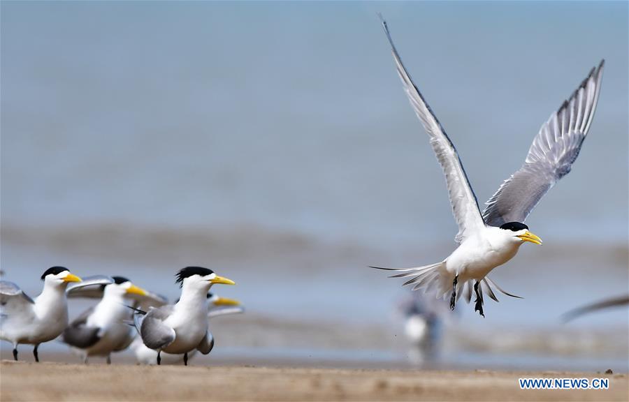 CHINA-EARLY SUMMER-BIRDS(CN)