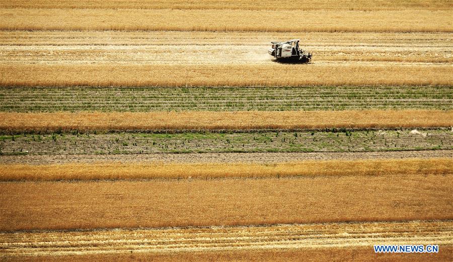 CHINA-SHAANXI-WHEAT-HARVEST (CN)