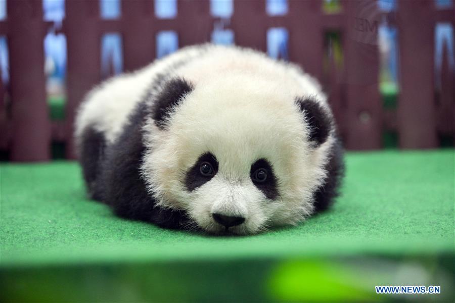 MALAYSIA-KUALA LUMPUR-CHINA-GIANT PANDA CUB-DEBUT