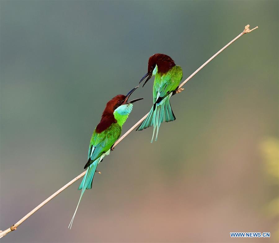 CHINA-FUJIAN-ENVIRONMENT-WILD BIRD (CN)