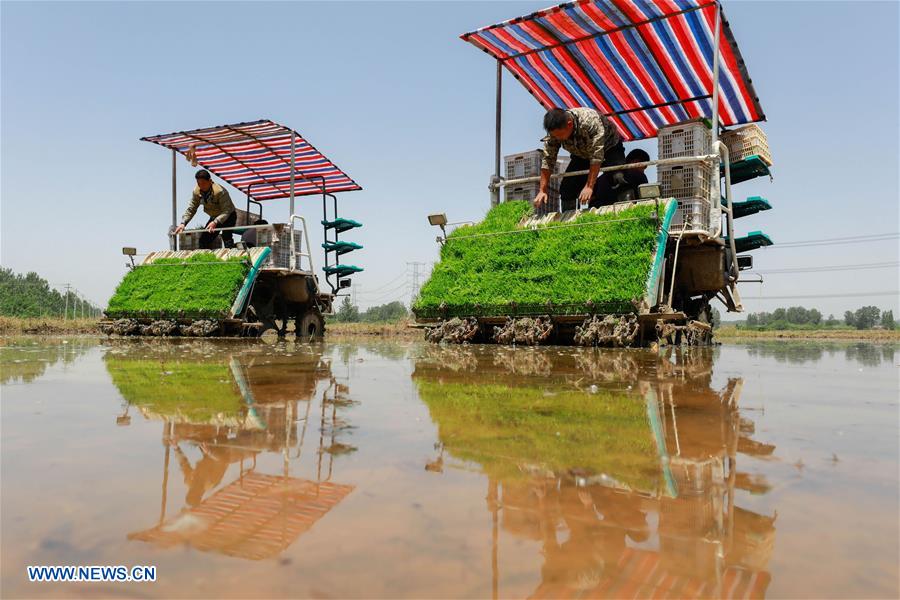 #CHINA-EARLY SUMMER-FARM WORK(CN)