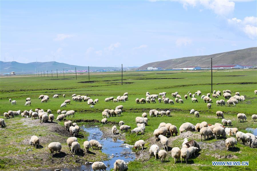 CHINA-INNER MONGOLIA-HULUNBUIR GRASSLAND-NATURE (CN)