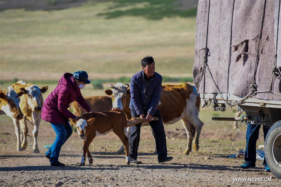 CHINA-INNER MONGOLIA-LIVESTOCK TRANSFER-SUMMER PASTURE (CN)