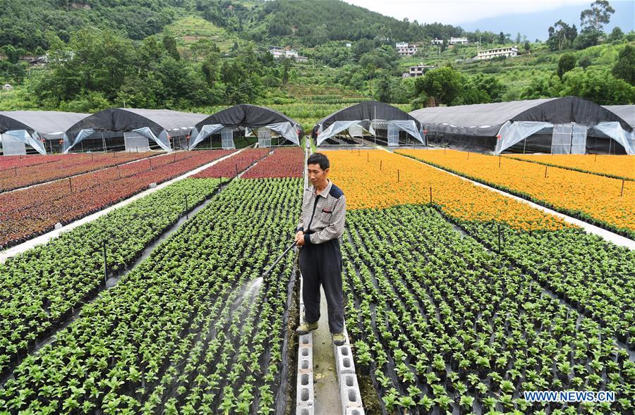 CHINA-CHONGQING-FLOWER PLANTING-INCOME RISING (CN)