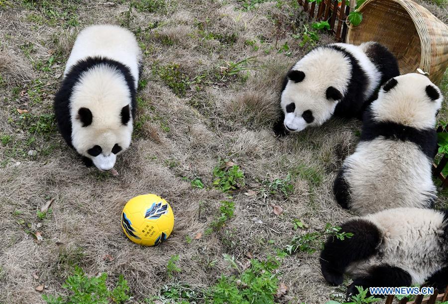 CHINA-SICHUAN-FOOTBALL-THEMED PARTY-GIANT PANDAS (CN)