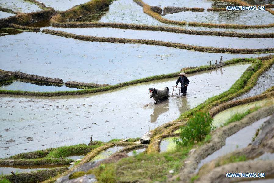 #CHINA-GUANGXI-LONGSHENG-TERRACED FIELD (CN)