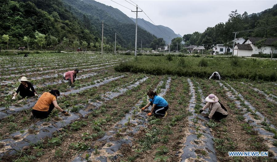 CHINA-SHAANXI-POVERTY ALLEVIATION-EFFORTS (CN)