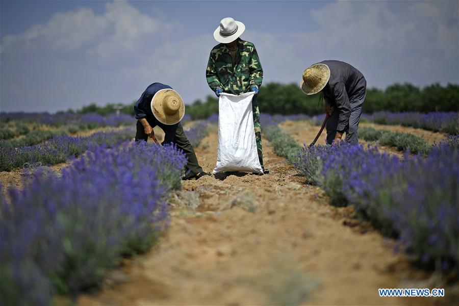 CHINA-NINGXIA-MAOWUSU DESERT-LAVENDER-HARVEST (CN)