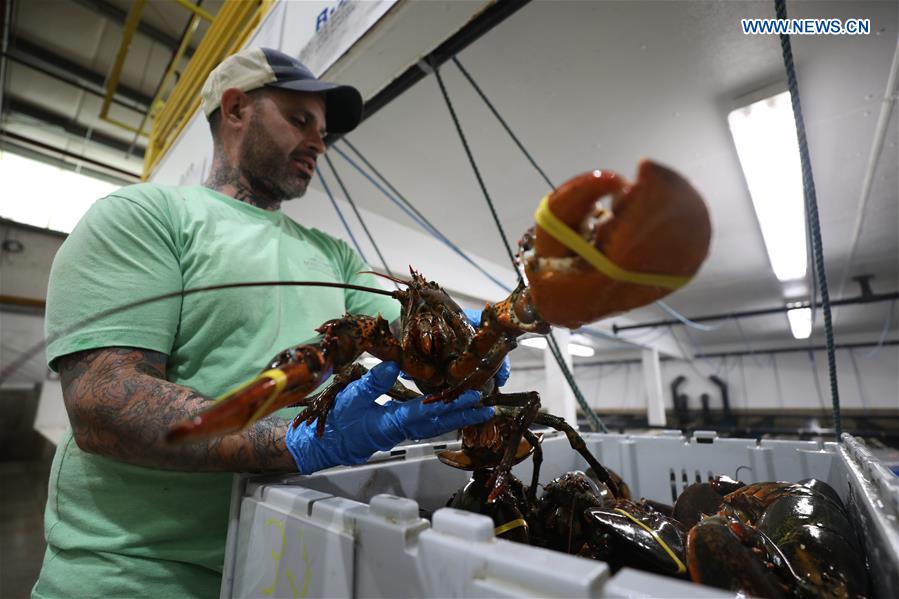 Xinhua Headlines: Tariff conflict with China raises alarm in lobster industry in U.S. state